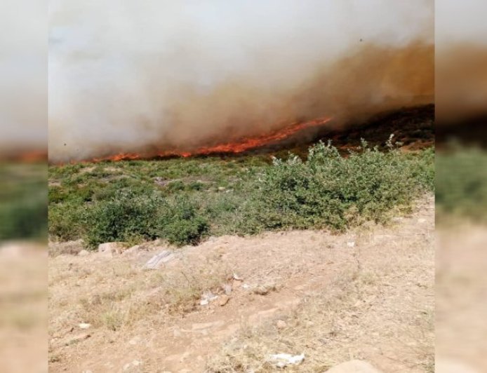 Burning of 25,000 fruit trees and forestry as result of arson fires in occupied ...