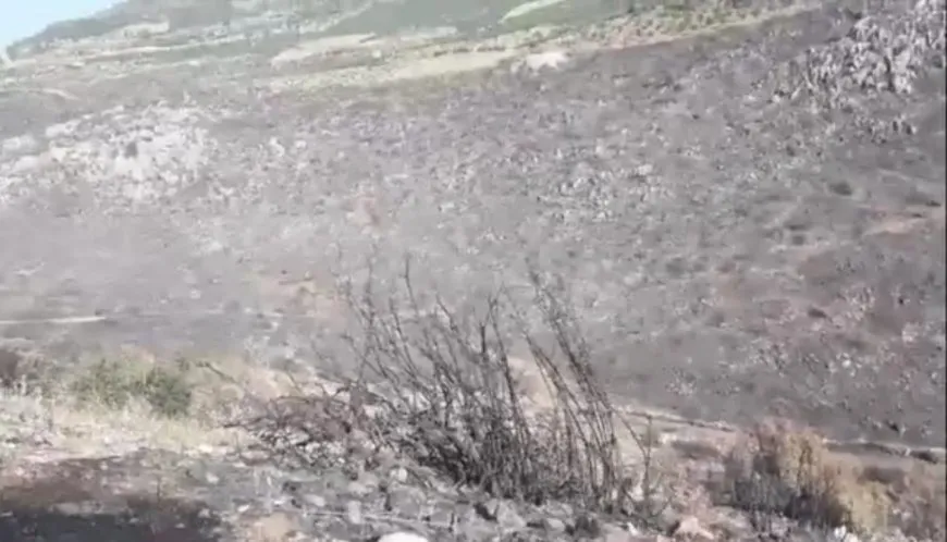 Turkish occupation mercenaries set fire to forest in occupied Afrin