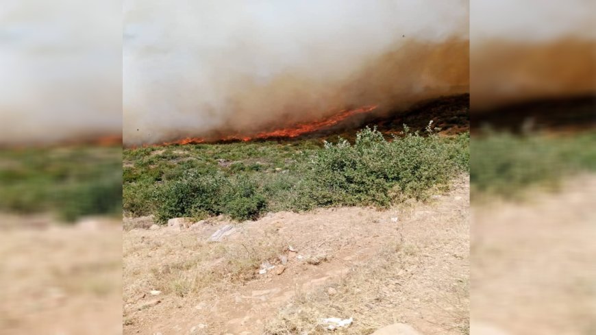 Burning of 25,000 fruit trees and forestry as result of arson fires in occupied Afrin