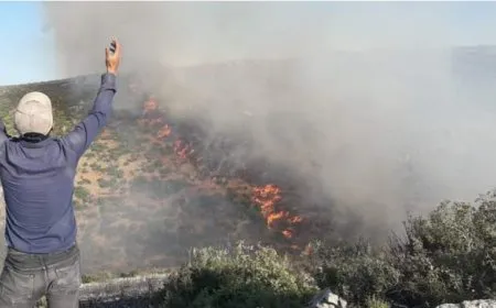 Turkish occupation burns 572 hectares, 5,720 trees in Afrin