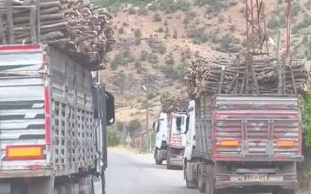 Turkish occupation cuts down, plunders trees of  S. Kurdistan
