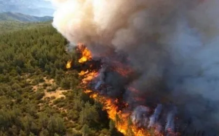 Fires by Turkish mercenaries pose desertification risks