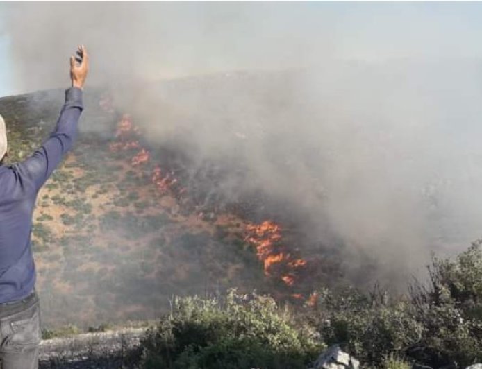 Turkish occupation burns 572 hectares, 5,720 trees in Afrin