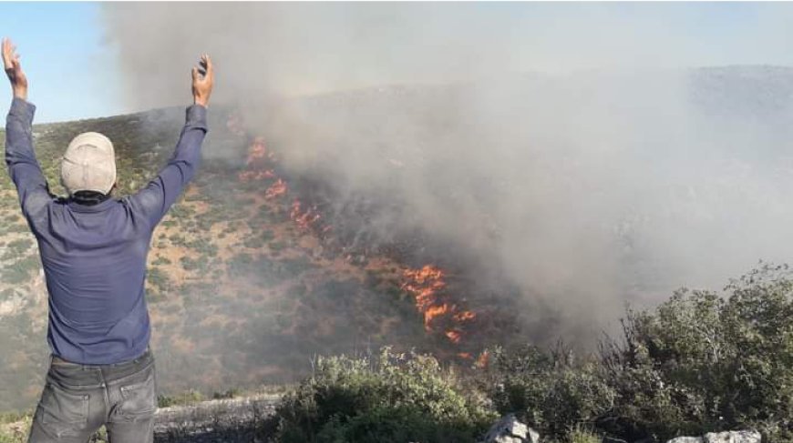 Turkish occupation burns 572 hectares, 5,720 trees in Afrin