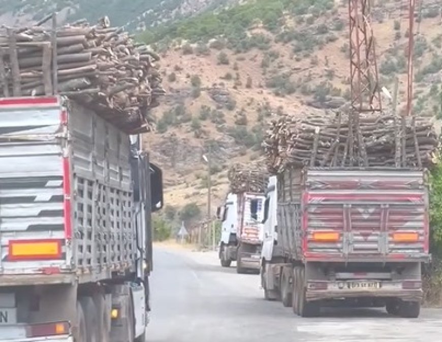 Turkish occupation cuts down, plunders trees of  S. Kurdistan