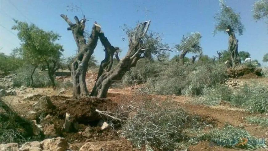Series of crimes committed by Turkish occupation, its mercenaries in occupied Afrin