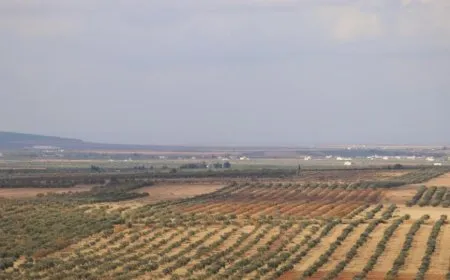  Turkish attacks inflict heavy losses on olive farmers in Manbij