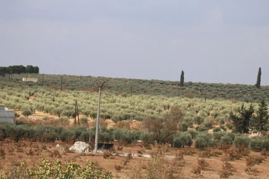  Turkish attacks inflict heavy losses on olive farmers in Manbij
