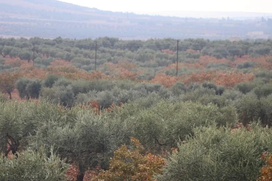  Turkish attacks inflict heavy losses on olive farmers in Manbij
