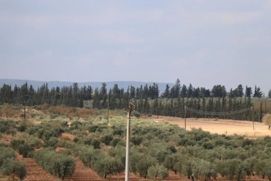  Turkish attacks inflict heavy losses on olive farmers in Manbij