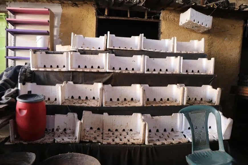 Food supply shortage and loss of vegetables in Sheikh Maqsoud