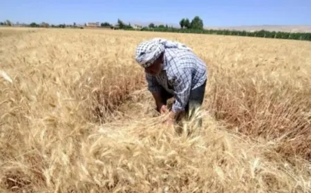 Drought hits Syria, food security threat on horizon