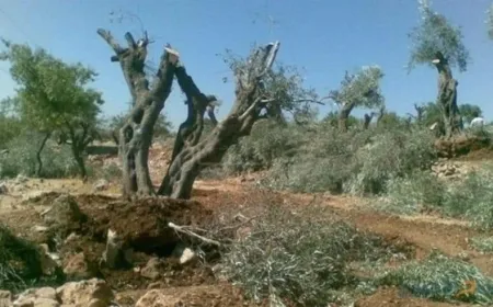 About 55 olive trees cut down in occupied Afrin