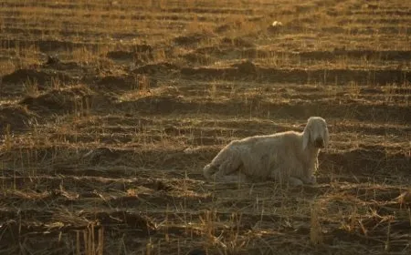 Reuters: Severe drought triggers wheat crisis in Syria