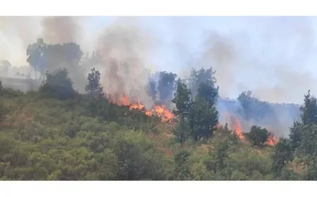 significant environmental damage due to a fire in Penjwin Forests in S.Kurdistan