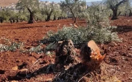Settlers steal harvest over 50 olive trees in occupied Afrin