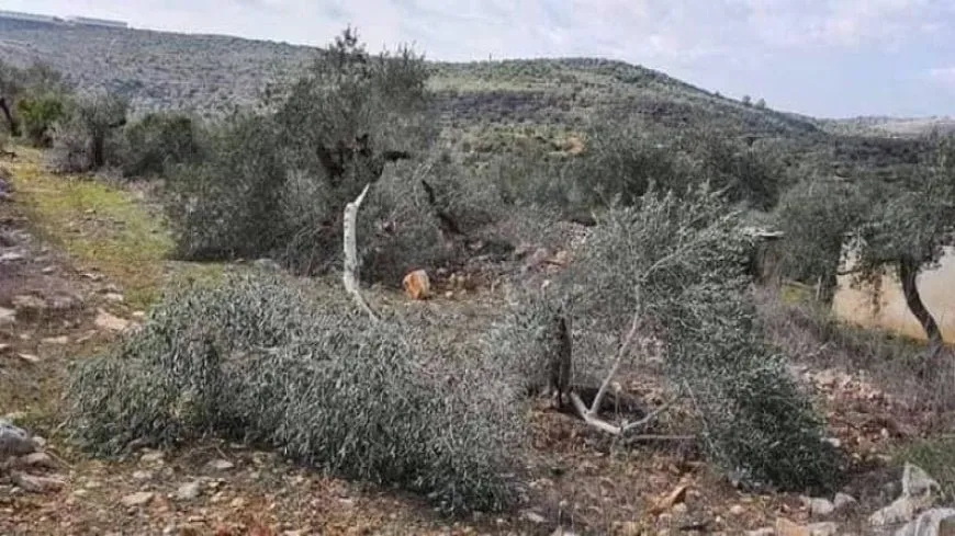 Turkish mercenaries, settlers steal Afrin olive crops