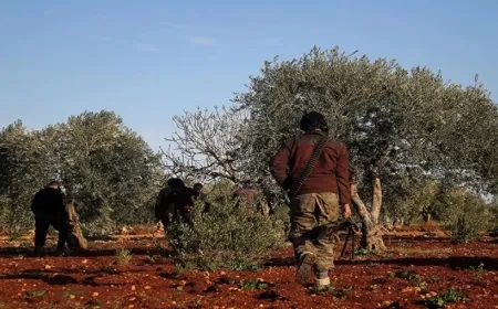 Settlers cut down forest trees in countryside of occupied Afrin