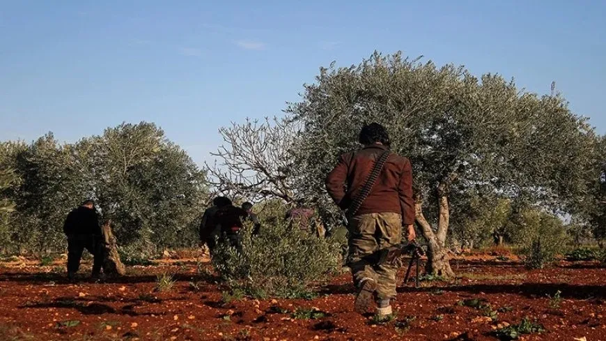 Settlers cut down forest trees in countryside of occupied Afrin