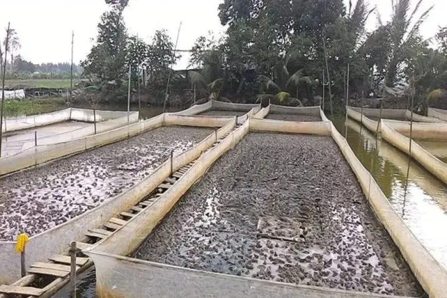 Syria resumes frog exports after years of suspension