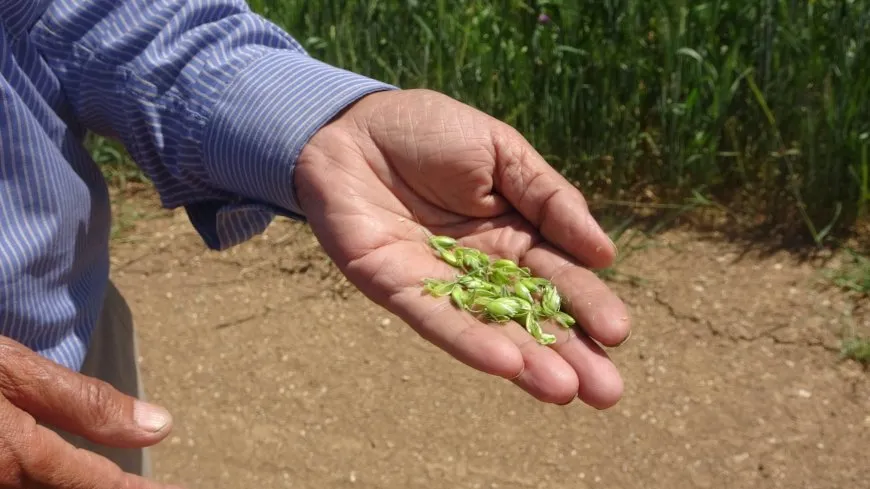 Farmers: wheat price is not suited for farmers 