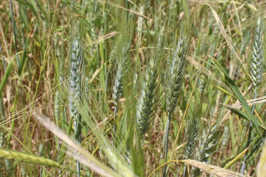 Farmers: wheat price is not suited for farmers 