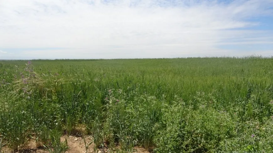 Farmers: wheat price is not suited for farmers 