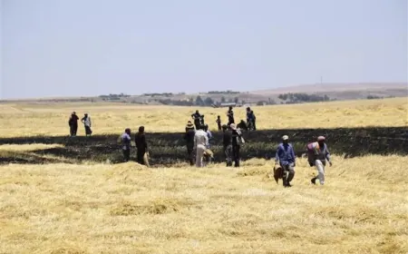 Damage to about 1,000 dunams due to field fires in Hasaka