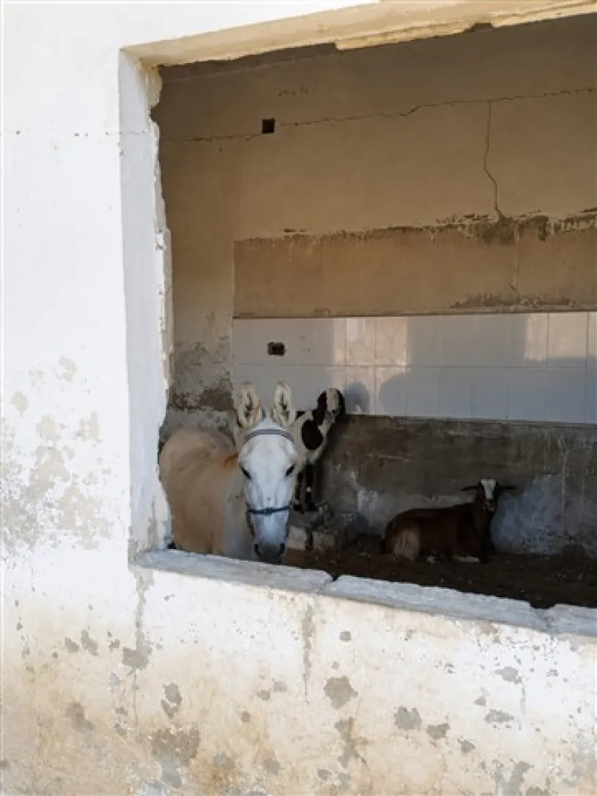 Displaced man finds his Home turned into livestock barn
