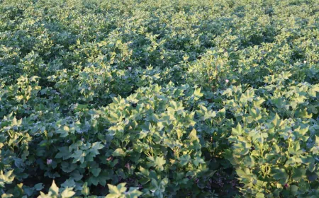 Cotton farming shrinks in Jazira