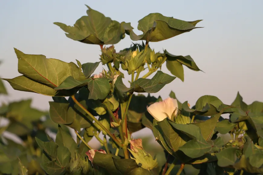 Cotton farming shrinks in Jazira