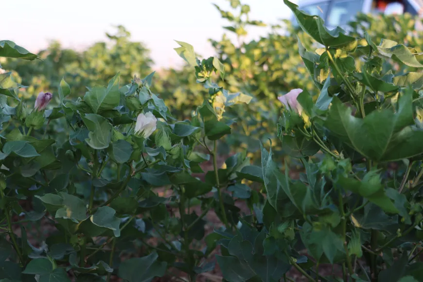 Cotton farming shrinks in Jazira
