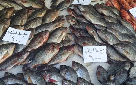 More than 30,000 tons of fish produced in Syria, so why is it missing from markets?