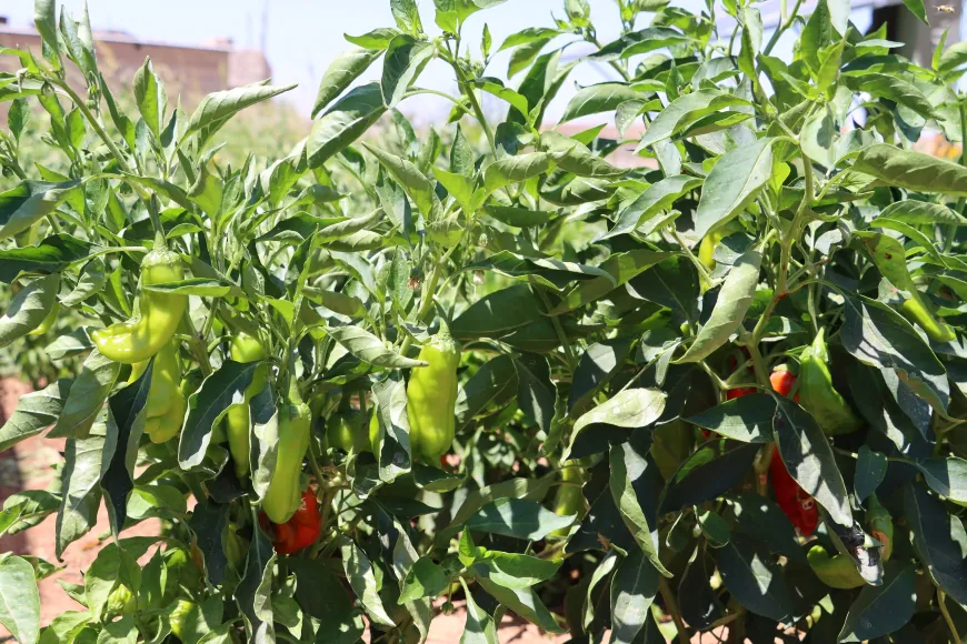 Lack of support, rising costs threaten summer vegetable farming in al-Jazira