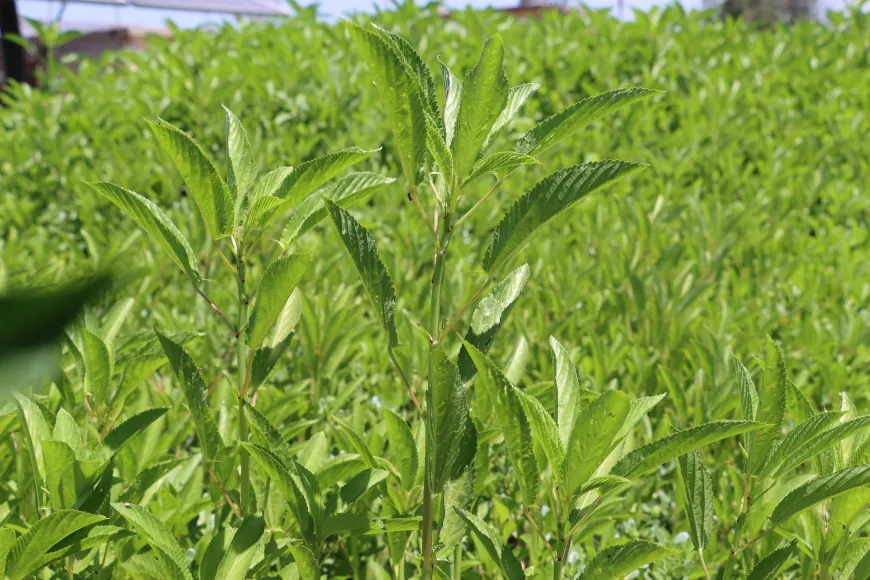 Lack of support, rising costs threaten summer vegetable farming in al-Jazira