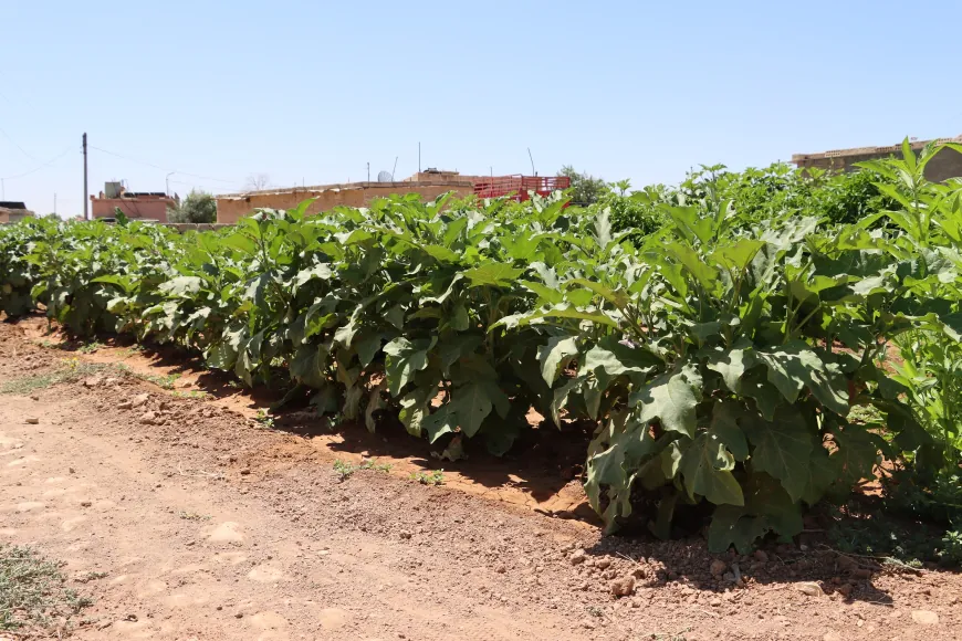 Lack of support, rising costs threaten summer vegetable farming in al-Jazira