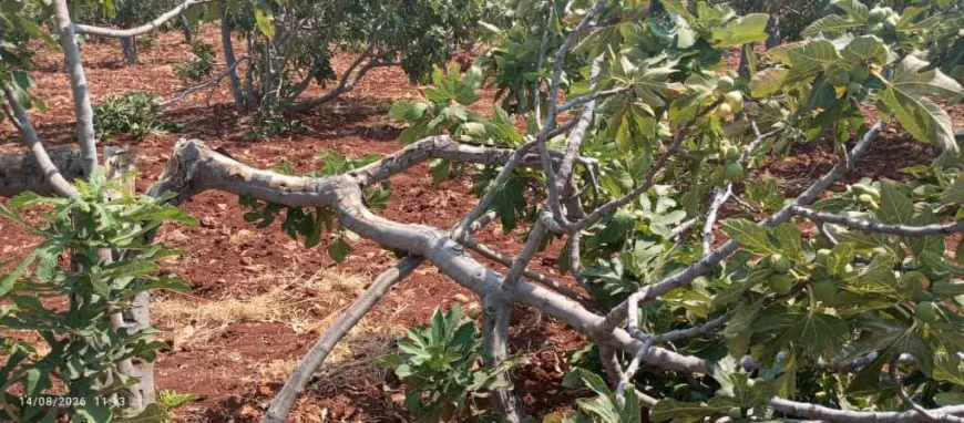 Losses hit fig, grape orchards in Masyaf as calls grow for increased patrols