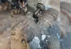 Neighborhoods in Hasakah still suffer from lack of water despite resumption of pumping from Alouk Station