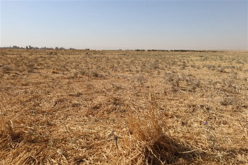Government Policies could drive farmers in Jazira to abandon wheat farming