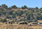 Israeli incursion near Beit Jinn, heavy drone activity over Daraa, Damascus