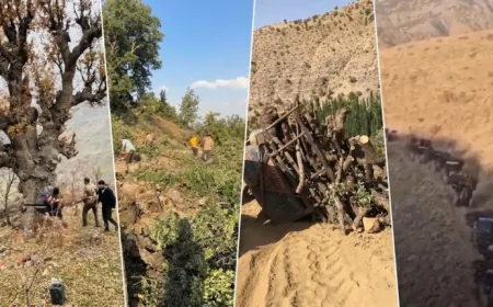 Turkey accused of cutting down millions of trees in Kurdistan Region
