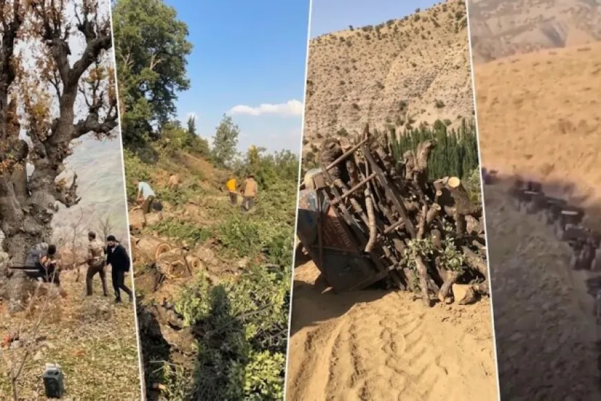 Turkey Allegedly Responsible for Deforestation of Millions of Trees in Kurdistan Region – ANHA