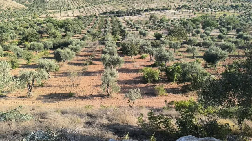 Unemployment after displacement, disappointing olive season in Afrin
