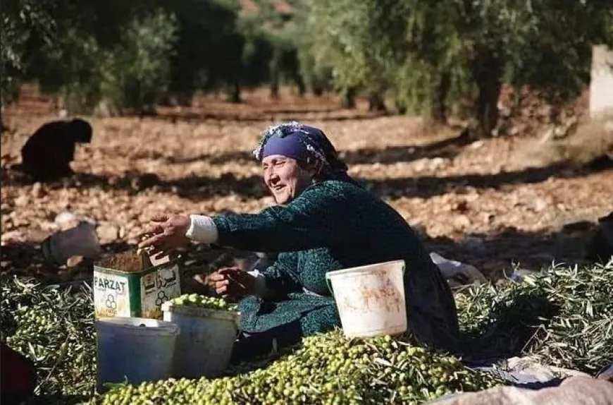 Unemployment after displacement, disappointing olive season in Afrin