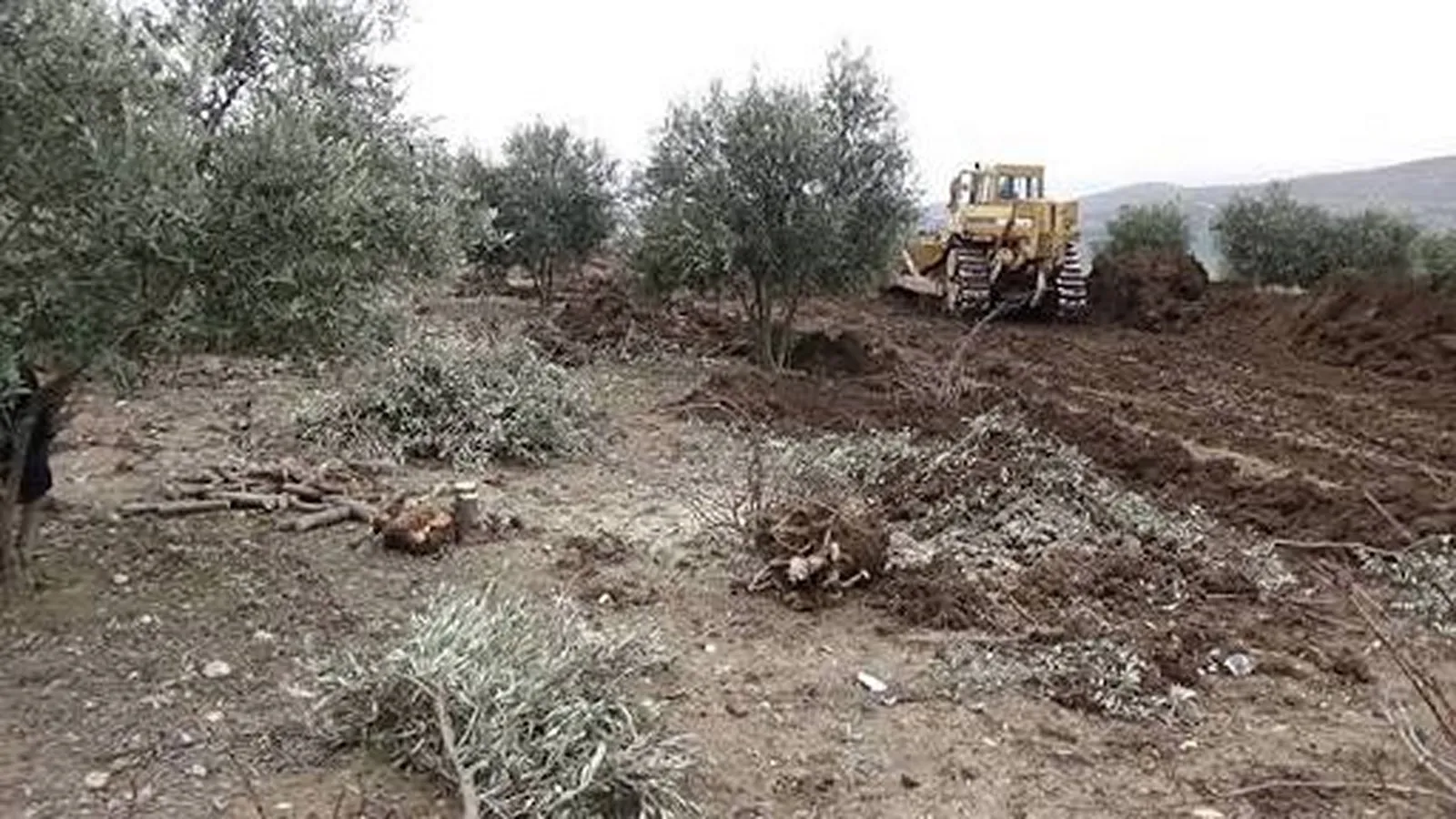 Invadimos esta tierra; ¿Te pediremos permiso para derribar tus árboles?
