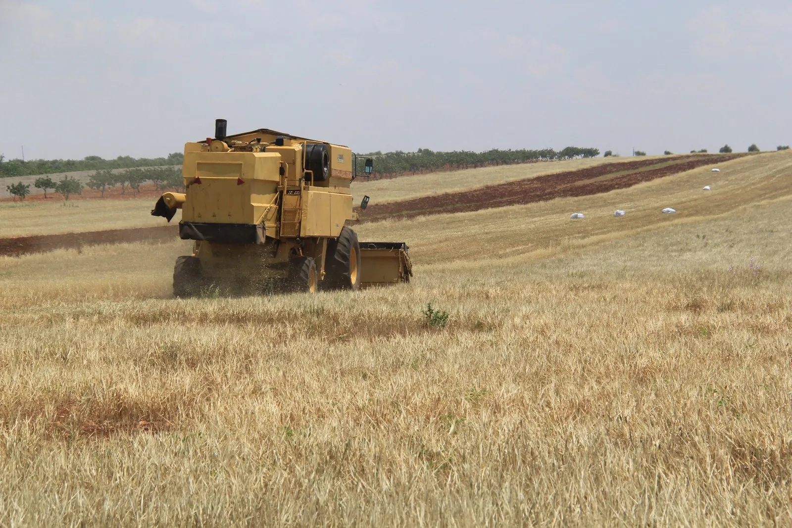 La pérdida de diesel impide la cosecha de trigo en al-Shahba