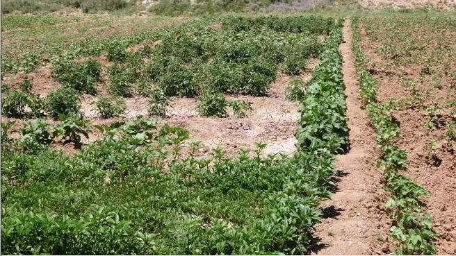 Plantación de vegetales logra la autosuficiencia para las personas de Girê Sipî