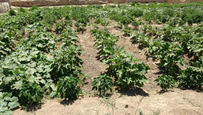 Plantación de vegetales logra la autosuficiencia para las personas de Girê Sipî