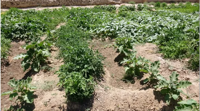 Plantación de vegetales logra la autosuficiencia para las personas de Girê Sipî