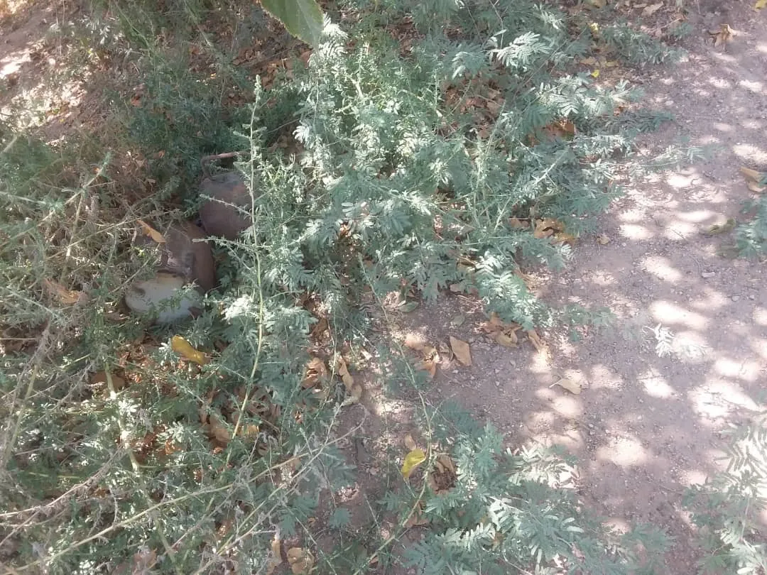 Combatientes limpiaron la aldea de Baguz Fawqani de los restos de IS